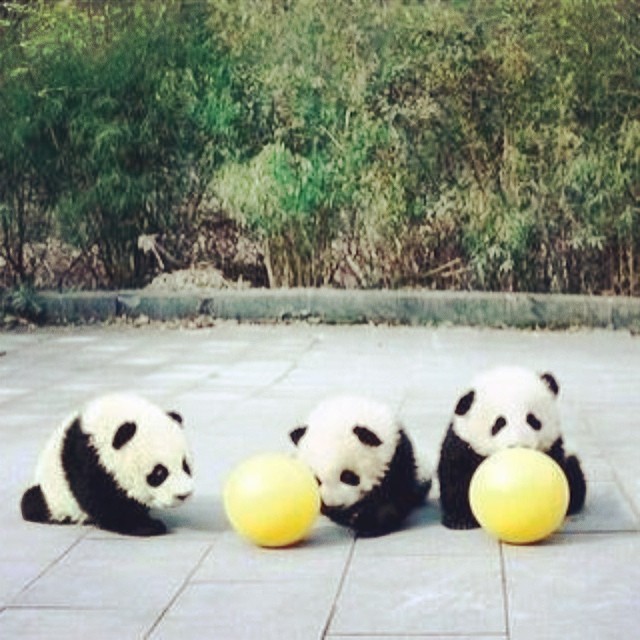 When pandas come out to play #panda #cute #instagood #likeforlike #pandabear #asians