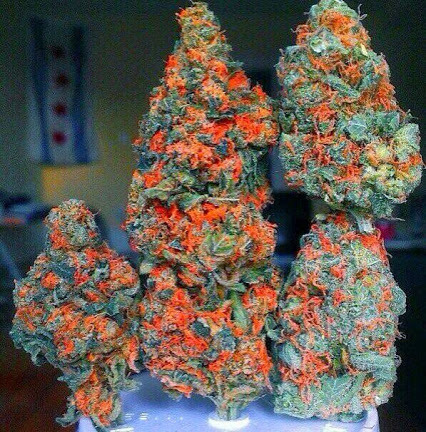 pineconeherb:  Canna Bis - Google+ on We Heart It.