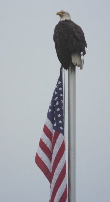 desertvet351:  Nothing more American…..feel the freedom