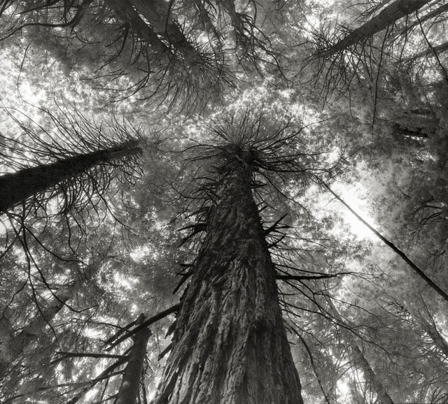 asylum-art-2:  Beth Moon  American  photographer Beth Moon has spent the past 14