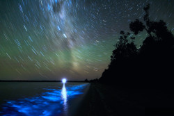 nubbsgalore:  though beautiful, these fluorescent blue patches of water are an indicator of a harmful algal bloom created by noctiluca scintillans, single celled organisms which become abundant when levels nitrogen and phosphorous from farm run off increa