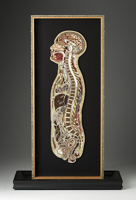 dieselotherapy:   Tissue Series  Anatomical Cross-Sections in PaperThese pieces are made of Japanese mulberry paper and the gilded edges of old books. They are constructed by a technique of rolling and shaping narrow strips of paper called quilling or