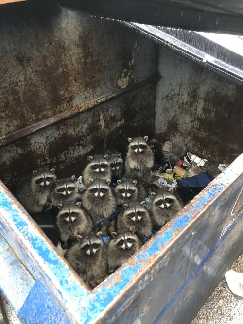itsoofluffy:Twelve, count ‘em, twelve trash pandas!