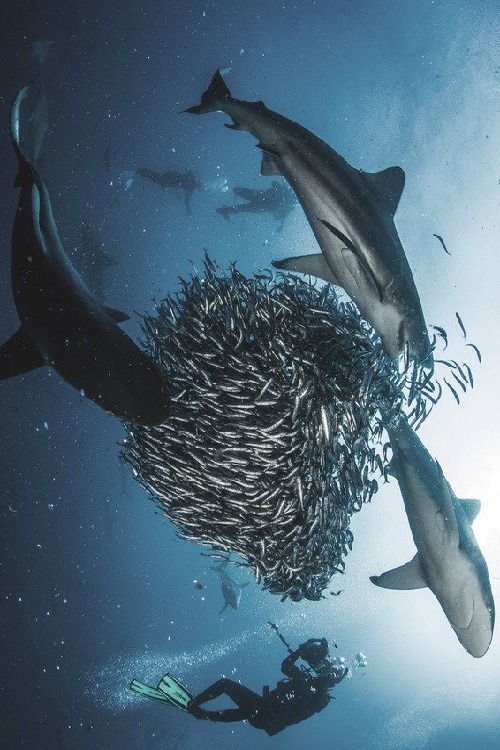 wolverxne:  SHARKBALL!!! | by: { Morne Hardenberg } 