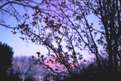 annkayephotography: 4-17-17 // Blossom tree at sunset.