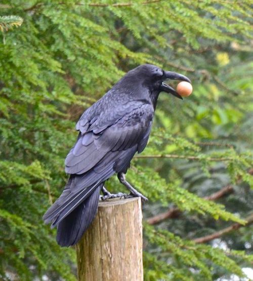 imsorrysonia: crows!!!! holding flowers!!!!! walking!!!!!! holding round things!!!