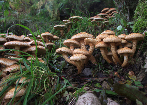 A big ash tree besieged by shaggy scalycaps - Pholiota squarrosa.