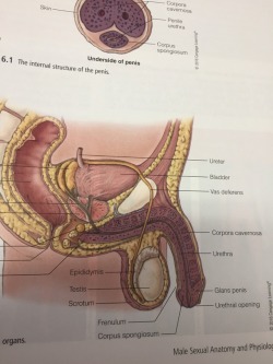 Varj21:  Circumcisedperfection:  When You Find A Us Sex Health Book And The Only