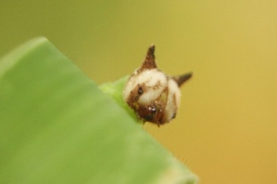 Porn Pics odditiesoflife:  The “Hello Kitty” Caterpillar