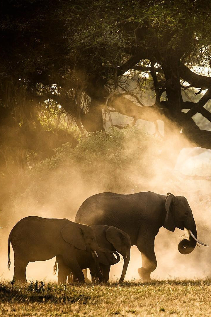 lsleofskye:African Elephant