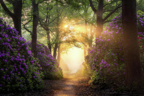 rosiesdreams: Path to heaven  By edwin.mooijaart