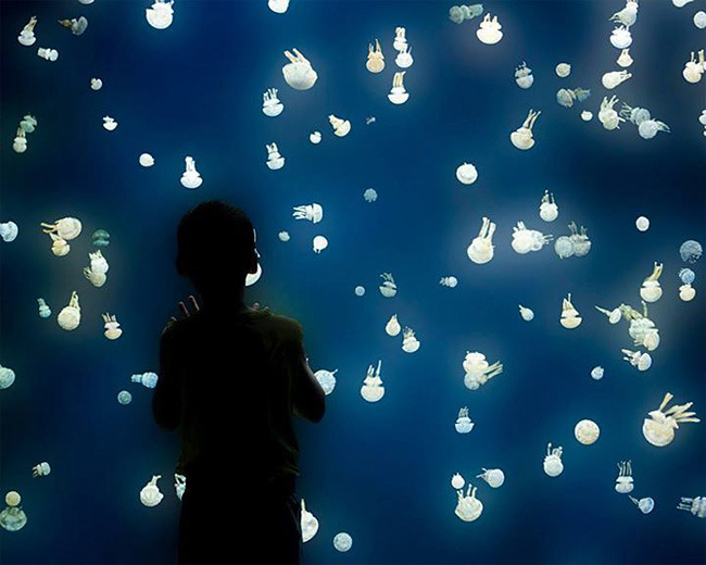 pearlsgay:  culturenlifestyle:Stunning Images Of Jellyfish At The Vancouver Aquarium 