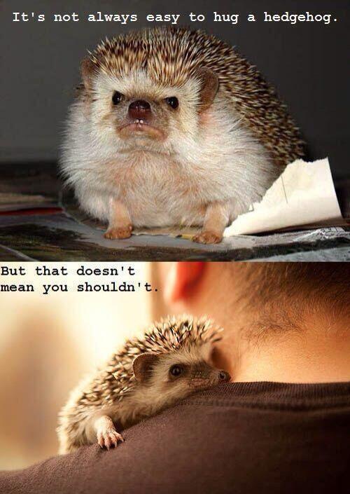 thebabyanimals:  beautiful blog full of baby animals!