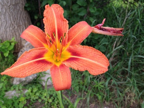 floralwaterwitch - Another pretty day lily bloomed in my garden...