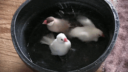 774rider:  【文鳥スレ】ホームセンターで雛がピヨピヨ鳴きながら近寄ってきてつらい