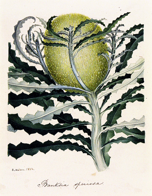 Samuel Holden, Banksia speciosa, 1838. Watercolour on paper. England. Via V&amp;AThe Banksias are a 