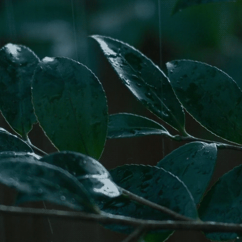 ~ We ♥ Rain ~