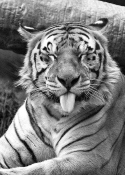 tiger | Tumblr en We Heart It. http://weheartit.com/entry/74357793/via/kristipikkor