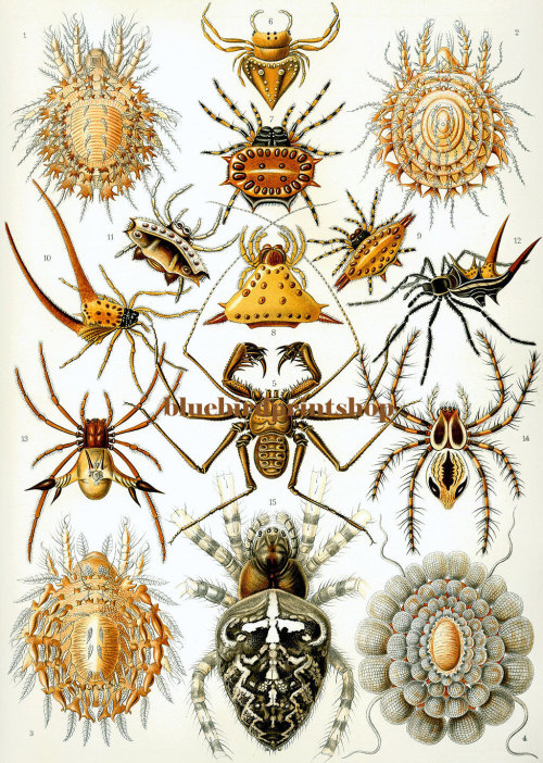 theolduvaigorge:wolfgirlskye:Ernst Haeckel pieces.Purchase for the history or the illustrations?