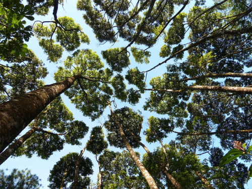 itscolossal:The Phenomenon Of “Crown Shyness” porn pictures