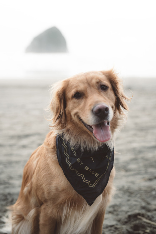 meganevansonphotography: Wanna go to the beach? Cape Kiwanda, Oregon. February 13, 2017.