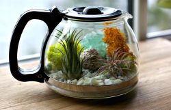 mayahan:  Coffee Pot TerrariumSupplies:1.