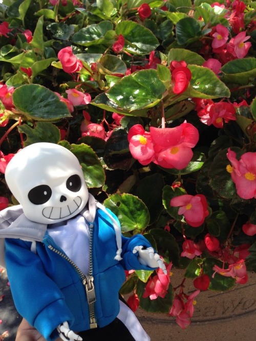 oreophin: I love this doll! It was expensive but so worth it! I’m planning on taking him to Walt Disney World this summer.   Look how cute he is! ^_^  Sans is a resin ball jointed doll from Sansdoll on twitter. 