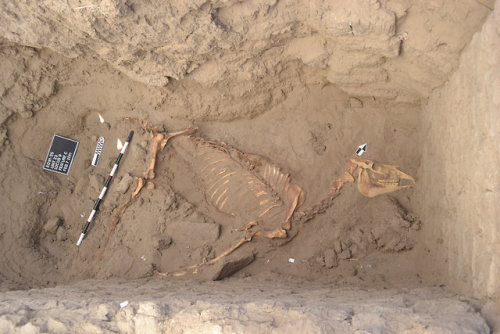 Skeleton of a horse buried during Egypt&rsquo;s Third Intermediate Period(1050 – 728 BC) in Tombos (