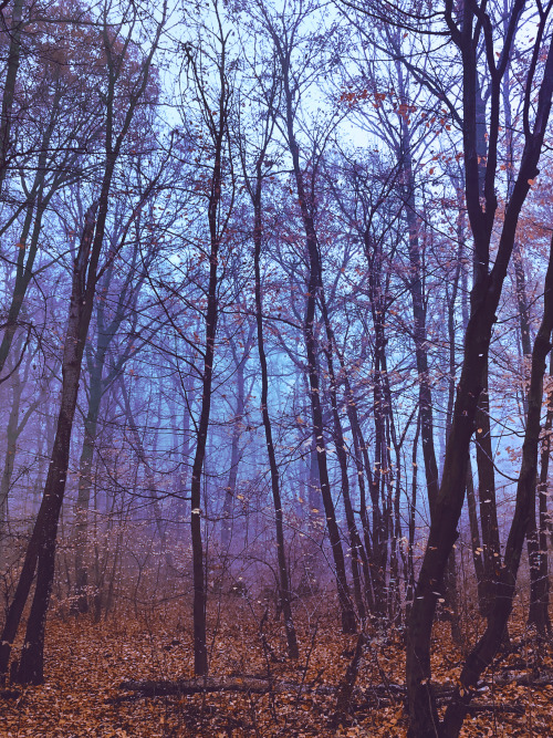 Foggy woods photo journal part V.  Visegrad mountains, Hungary.Photo taken by me.