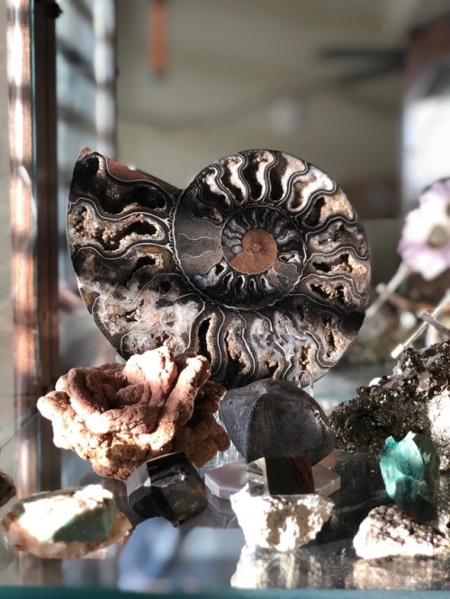 thatgeologistchick: My black ammonite slice from Madagascar! It has beautiful recrystallization and 