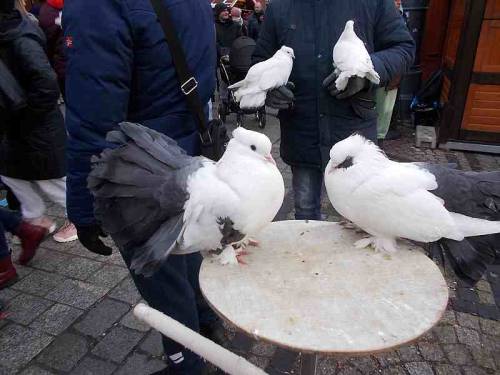 Beautiful doves - earning money while posing for photos with people (Rynek, Wroclaw, Poland).