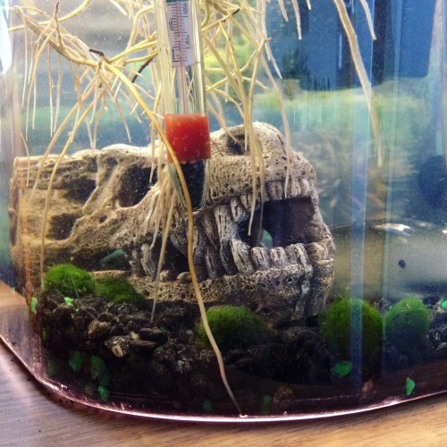 Roots in my betta tank. Pothos and bamboo - both with their leaves above the water, of course!!