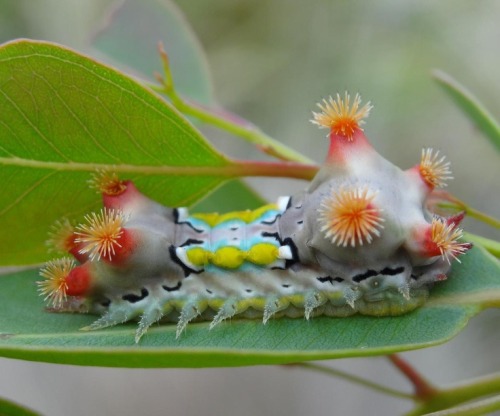 sullenmoons:Amazing, Mottled cupmoth (Doratifera vulnerans)