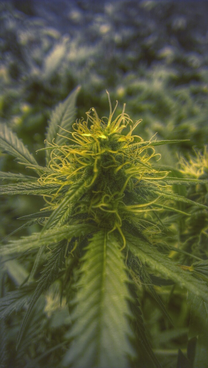 dirtyhippieproductions:  How goes your garden grow?! ☮  ❤ ॐ 