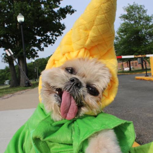 marniethedog:I’m a corn #ootd 