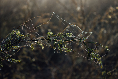 Tangled Web (12/365)