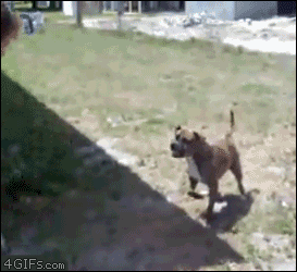 Skilled dog enjoys doing backflips
