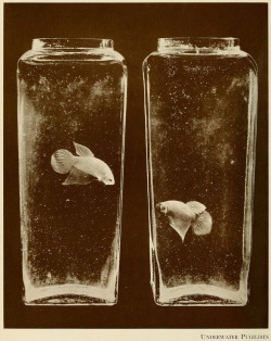 nemfrog:  Siamese Fighting Fish kept in traditional