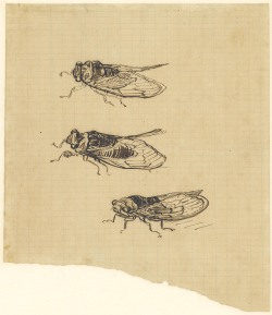 mercurieux:  Three Cicadas by Vincent van Gogh (Saint-Rémy-de-Provence, july 1889)