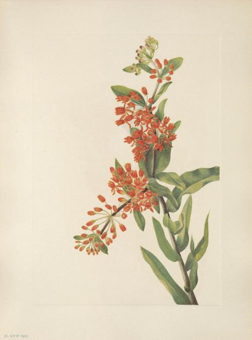 smithsonianlibraries:May 4-10 is National Wildflower Week! What better way to celebrate with some im