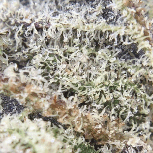 errlygirl: Macro gifs of purple punch trichomes, such beautiful structure 