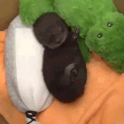 sizvideos:    This sleeping baby otter is