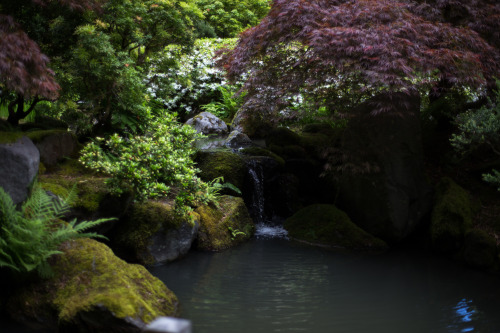 lobo-de-luna:Portland Japanese Garden5-19-14