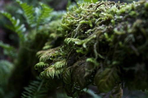 Bryophyta of British Columbia, Monty Davidson. 