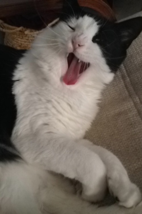 cutesader: SOMEONE make my cat into a meme