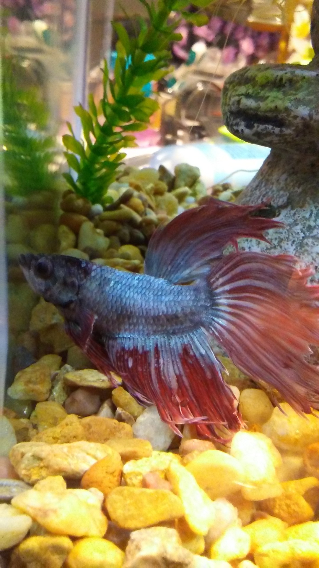 skinny betta fish