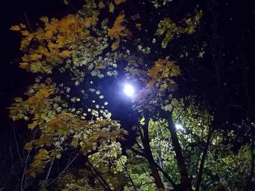 Night view trees - lamp area.