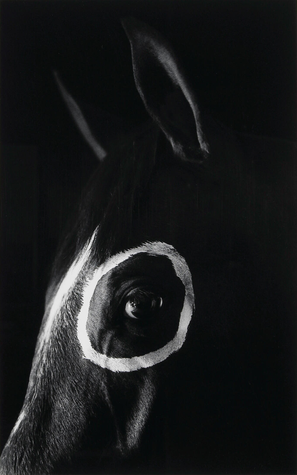 middleamerica:Caballo con Circulo (Horse with Circle), 1994, Flor Garduño