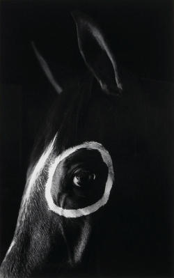 Middleamerica:caballo Con Circulo (Horse With Circle), 1994, Flor Garduño