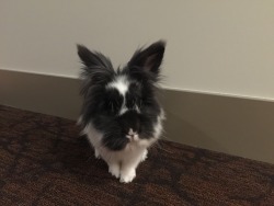 zorobunny:  his signature bed head look